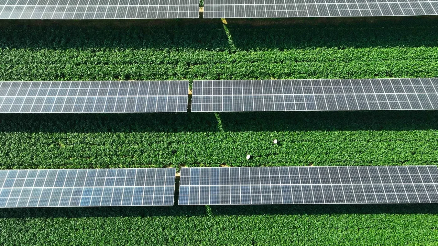 che-nang-cay-trong-bang-pin-mat-troi-agrivoltaic