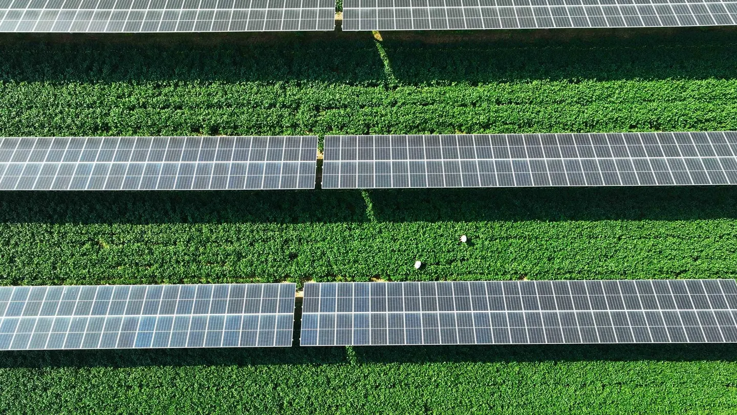 che-nang-cay-trong-bang-pin-mat-troi-agrivoltaic